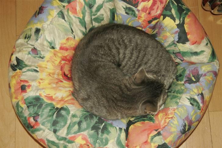 Huskat Thilde billede 2