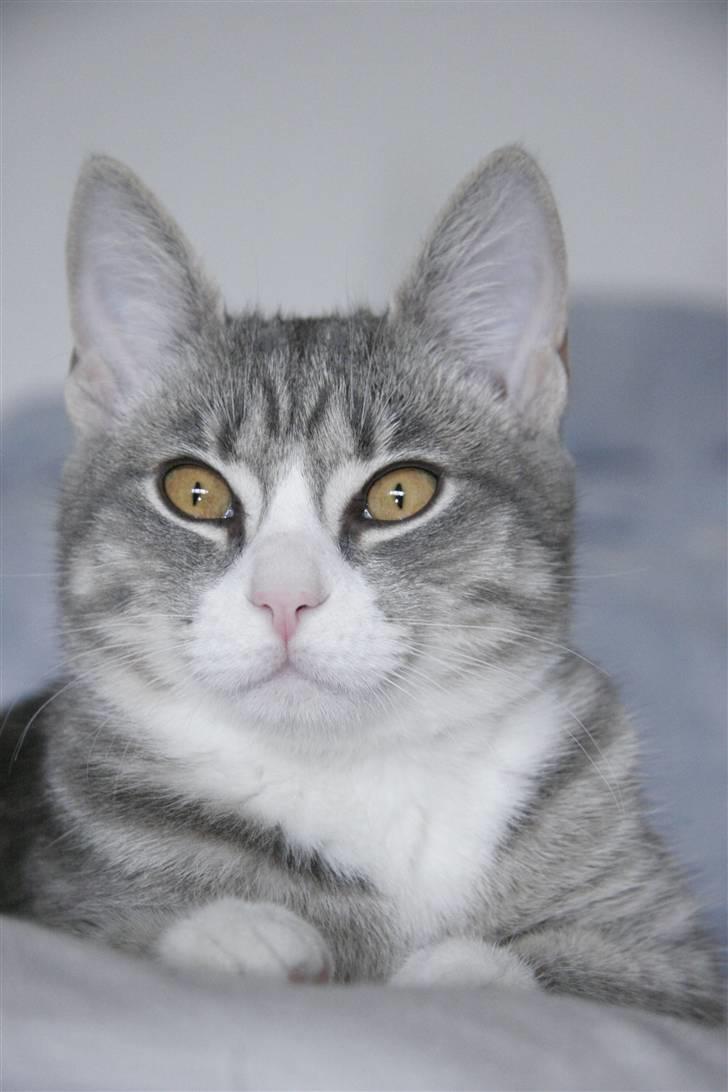 Huskat Thilde billede 3