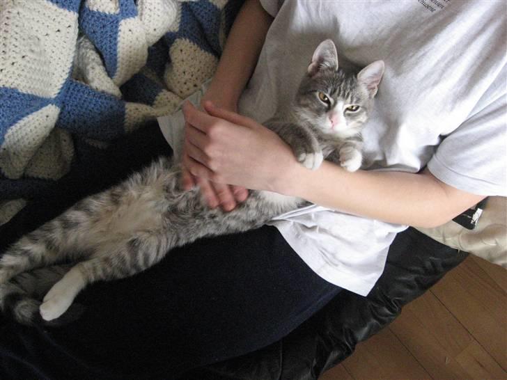 Huskat Thilde billede 4