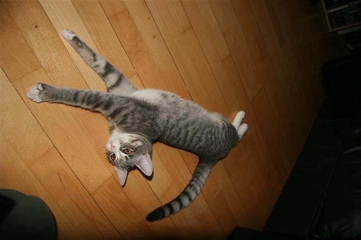 Huskat Thilde billede 5