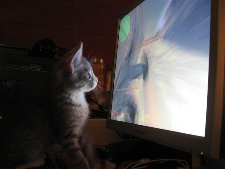 Huskat Thilde billede 6