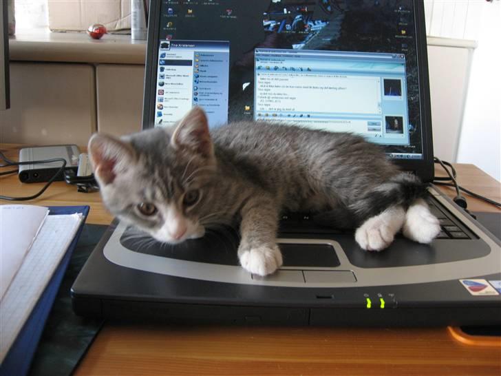 Huskat Thilde billede 7