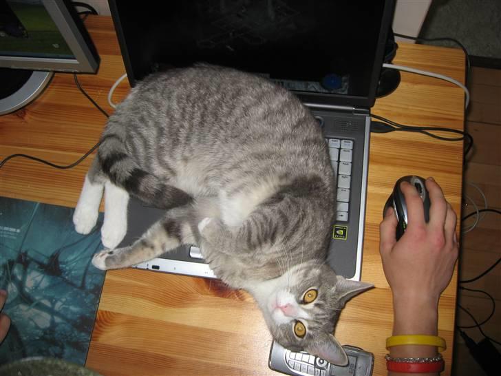 Huskat Thilde billede 8