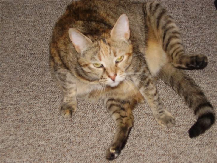 Blanding af racer Pjevs - Hvad er der?? billede 13