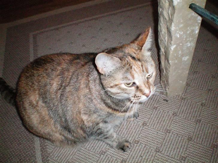 Blanding af racer Pjevs - hmmmmm billede 14