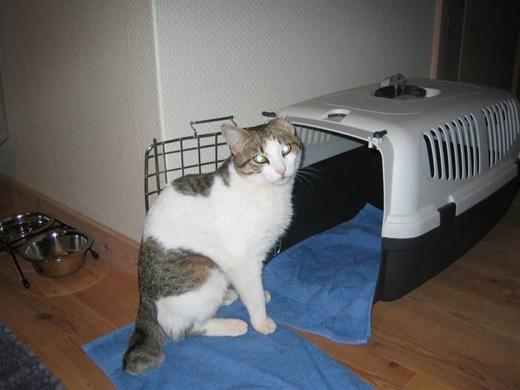 Huskat MELI - meli er lige kommet fra grækenland til danmark. billede 2