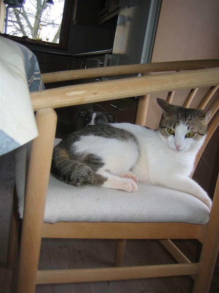 Huskat MELI - meli er en græsk kat, der nyder at ha´ fået et liv i danmark. billede 3