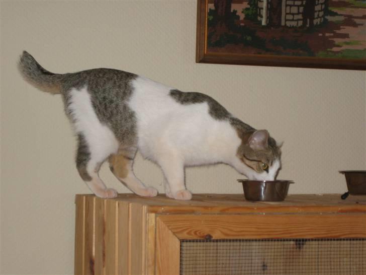 Huskat MELI - lækker med lidt mad. billede 4