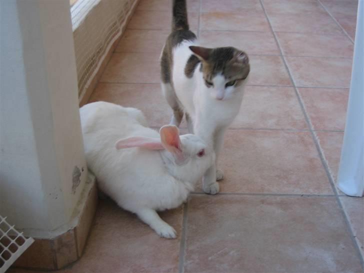 Huskat MELI - meli´s bedste ven er kaninen katarina i grækenland. billede 5