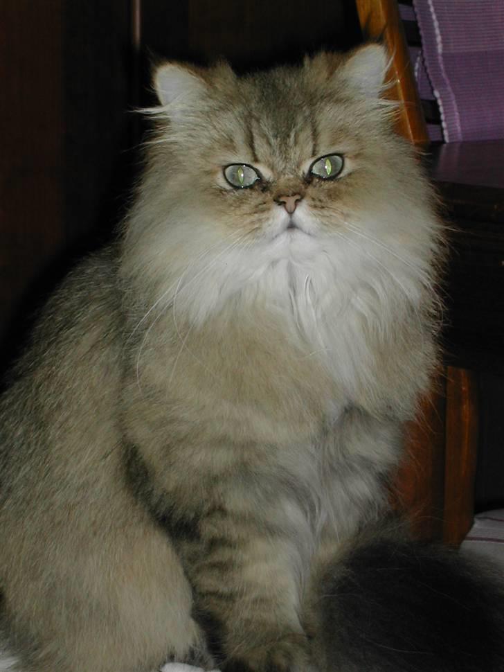 Perser Oskar - nærmest en modelmis jo... billede 1