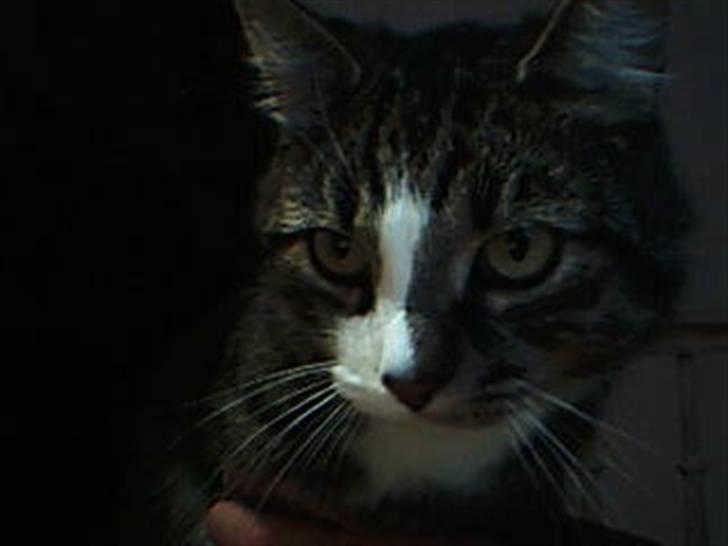 Huskat Æsel - total nice computer.. billede 7