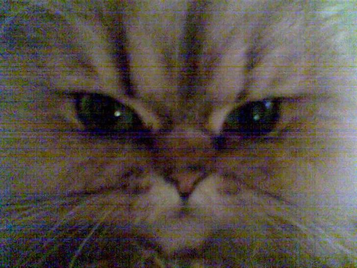 Perser Oskar - nærbillede af smuksak billede 2