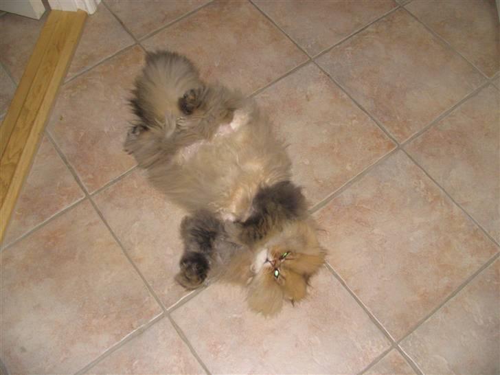 Perser Oskar - stor uldklump...  billede 3