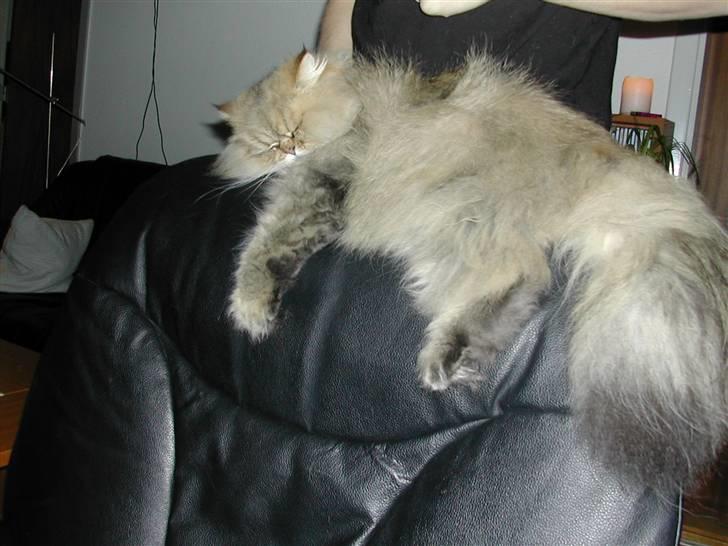 Perser Oskar - der hænger han da meget godt og sover billede 4