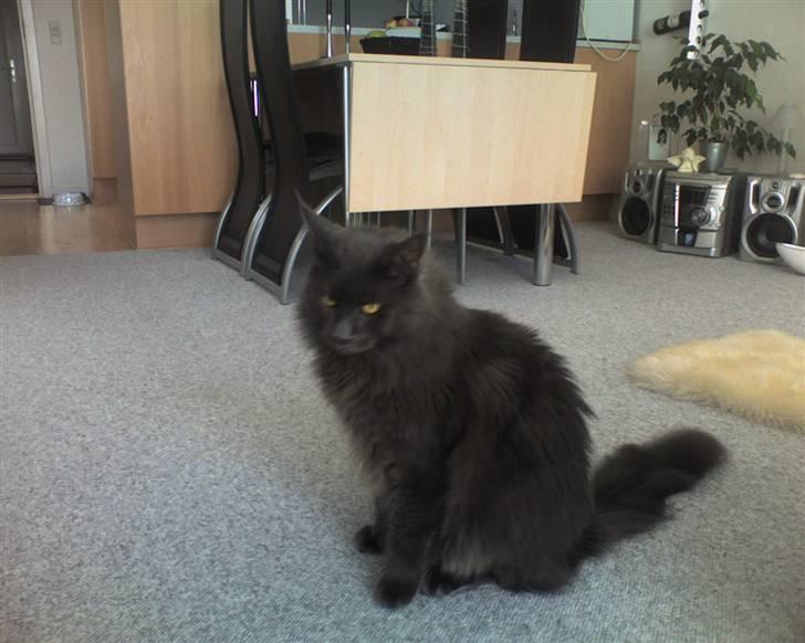 Maine Coon Sofus billede 17