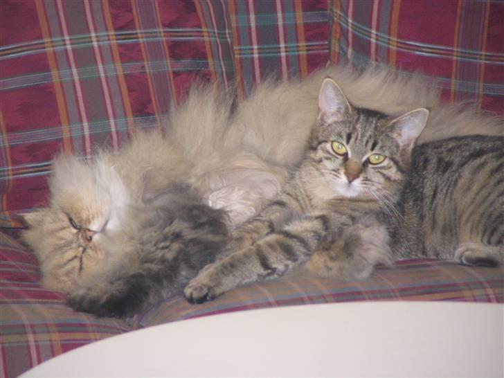 Perser Oskar - Oskar og Tumle... <3 billede 5