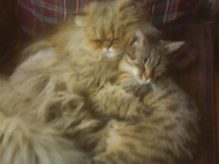 Perser Oskar - De er så søde når de putter billede 6