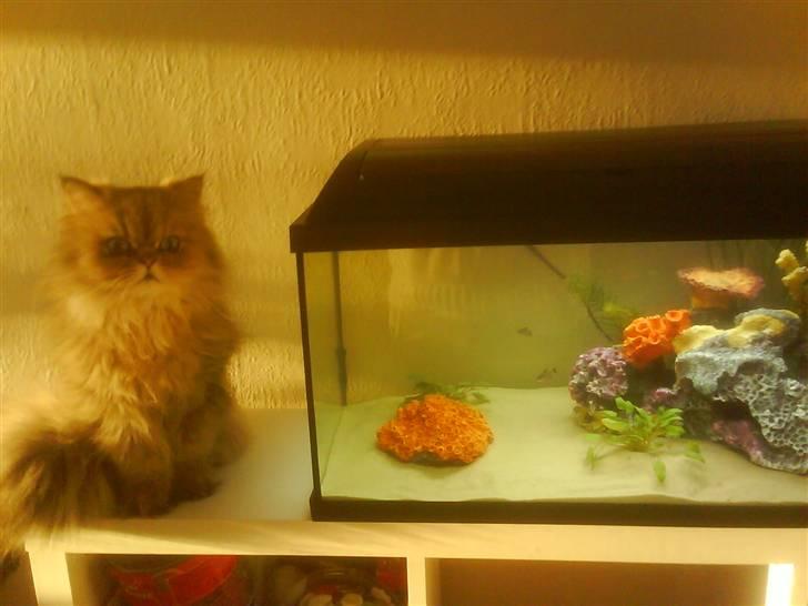 Perser Oskar - Levende tv.. :D billede 7