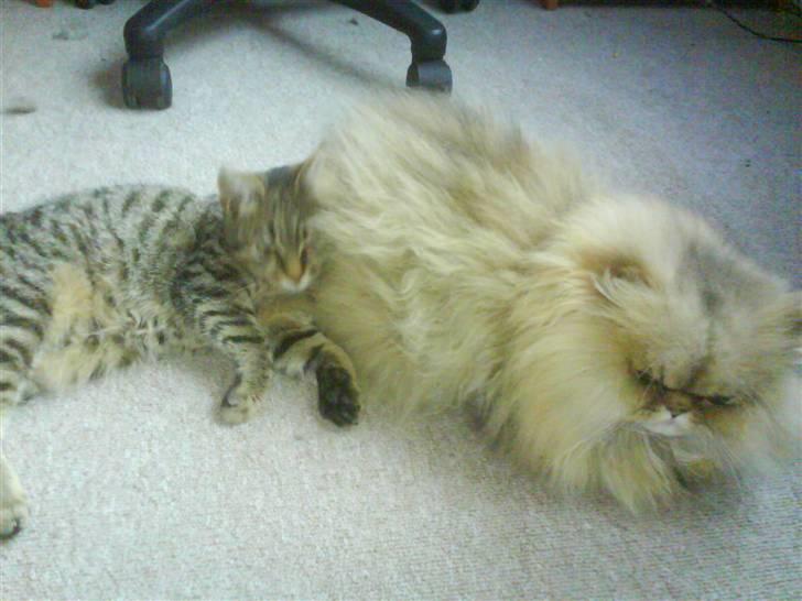 Perser Oskar - Da han var meget syg, Tumle havde svært ved at acceptere at han ikke gad noget... billede 8