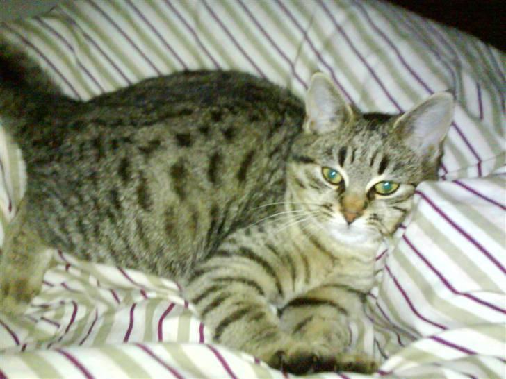 Huskat Tumle - plettet misser... billede 1