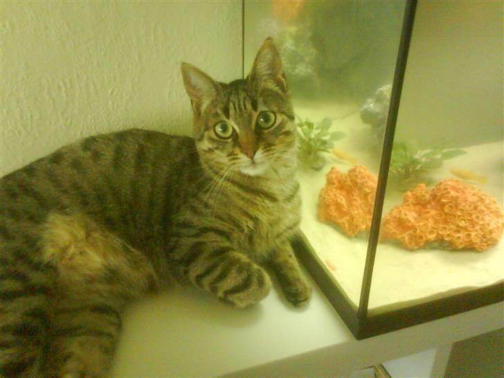 Huskat Tumle - plus lænestol....  billede 2