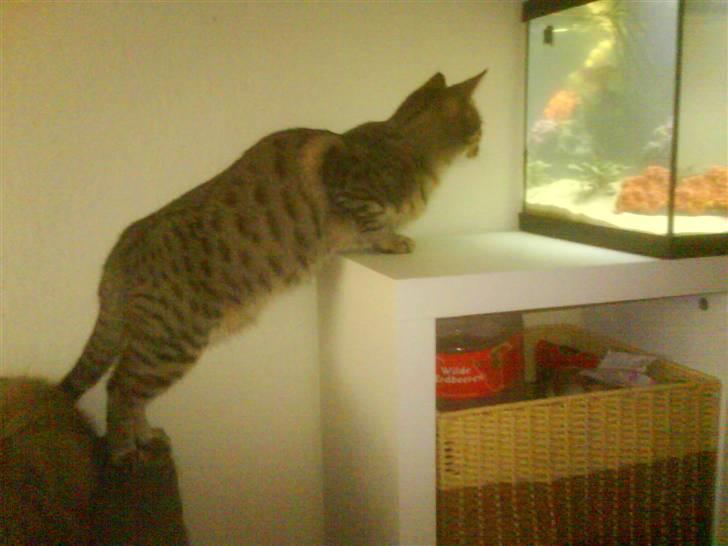 Huskat Tumle - Levende tv.. :D billede 3