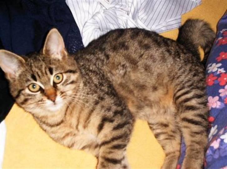 Huskat Tumle - Killingebillede... cirka 12 uger der billede 4