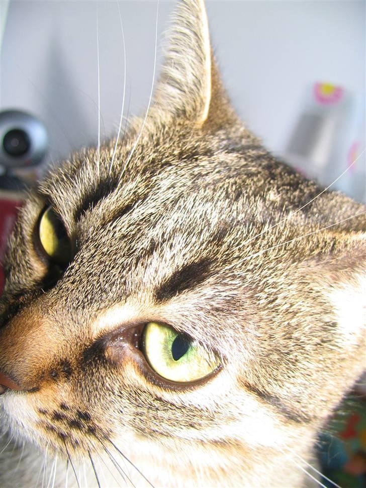 Huskat Tumle - fin næsten profil billede 5