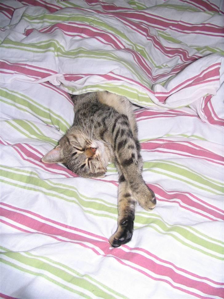 Huskat Tumle - Vi ligger da lige og slapper af... :D billede 6