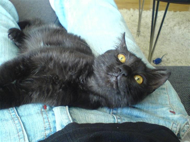 Blanding af racer Mis Lizzy billede 1