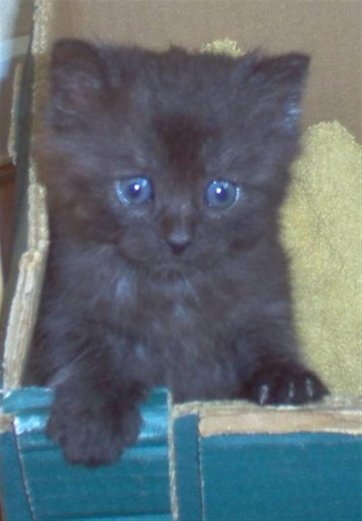 Blanding af racer Mis Lizzy - Et billede af mis som helt lille billede 2