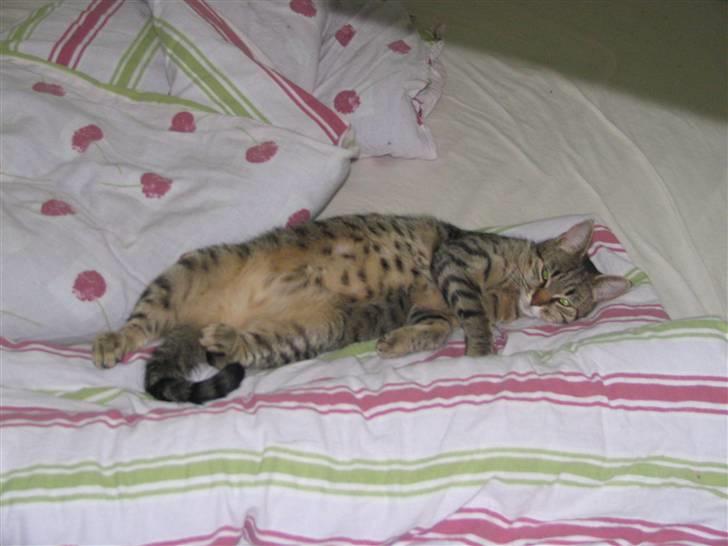 Huskat Tumle - Ligger lige og feder den.... billede 7