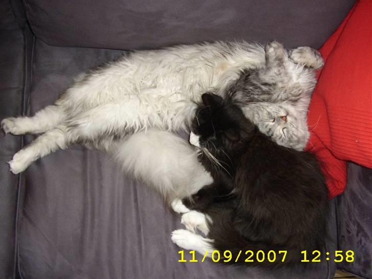 Norsk Skovkat Brutalis R.I.P du skønne lille skat :( - Sagde jo at hun nok skulle blive vild med mig ;o) billede 10