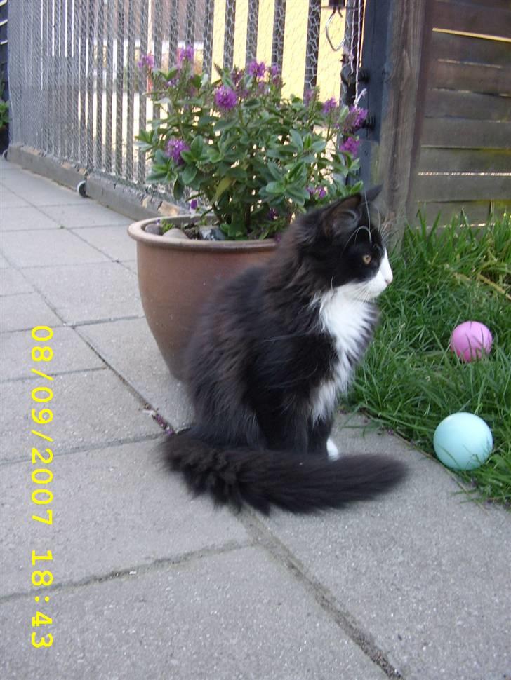 Norsk Skovkat Brutalis R.I.P du skønne lille skat :( - Så fin er jeg blevet.... billede 11