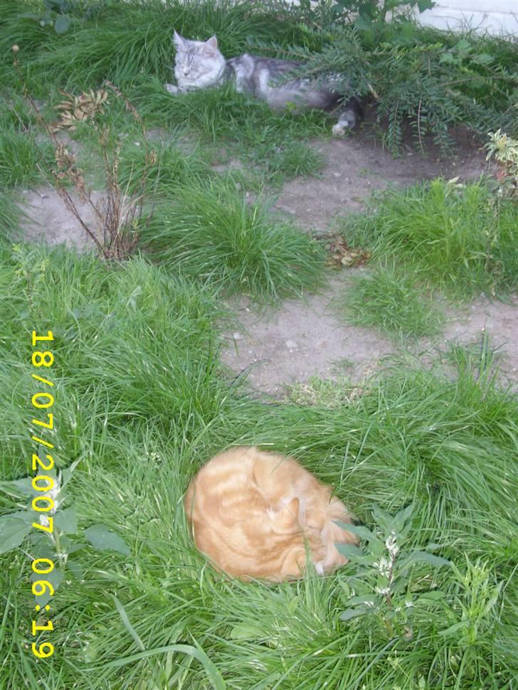 Norsk Skovkat Lucky *R.I.P* Stor sorg - Så sover vi lige lidt... billede 11
