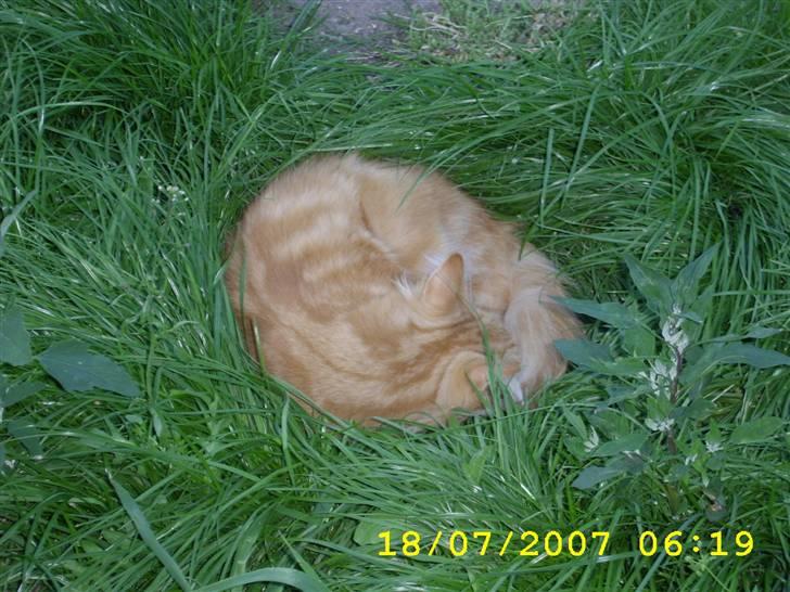 Norsk Skovkat Lucky *R.I.P* Stor sorg - Se hvor lidt jeg kan fylde...;o) billede 12