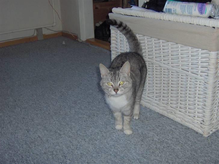 Huskat Bisse Misse R.I.P. 281210 - en af de sjældne gange hun har stået model ved et uheld hehe billede 5