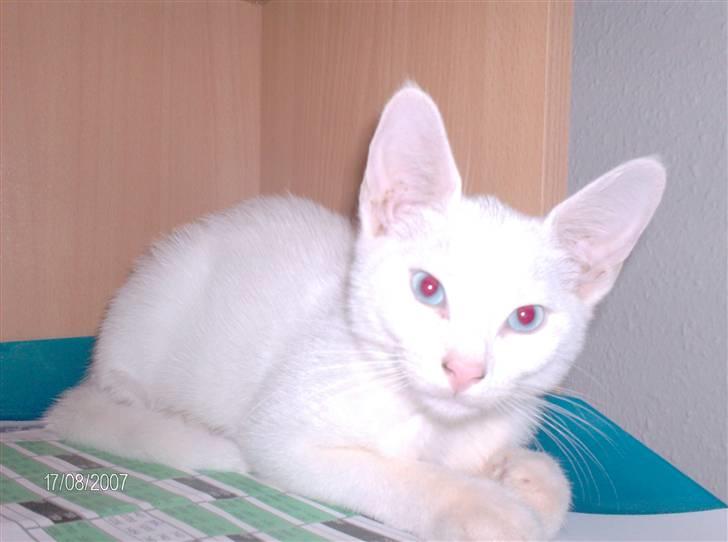 Huskat Nala R.I.P billede 12