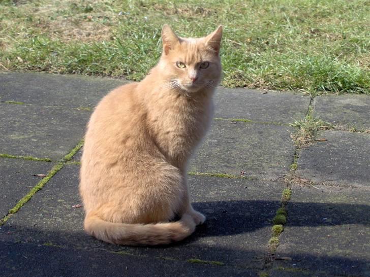 Blanding af racer Felix billede 4