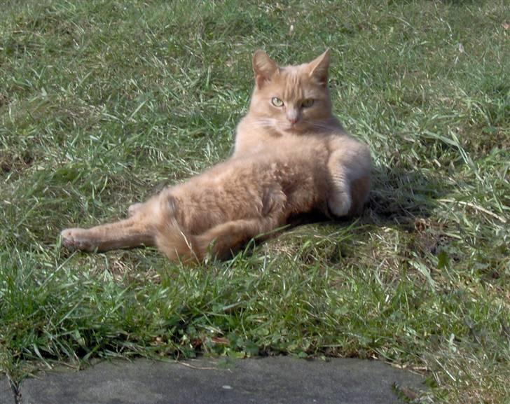 Blanding af racer Felix billede 5