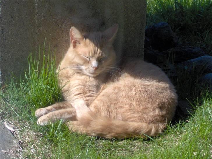 Blanding af racer Felix billede 6