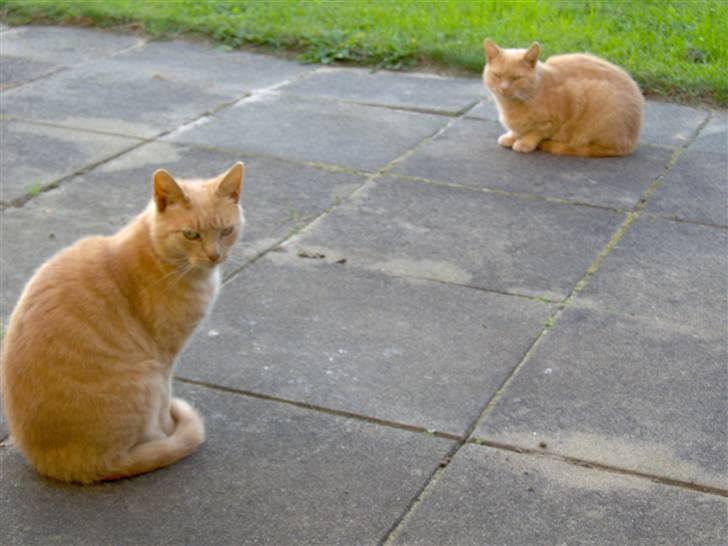 Blanding af racer Felix billede 7