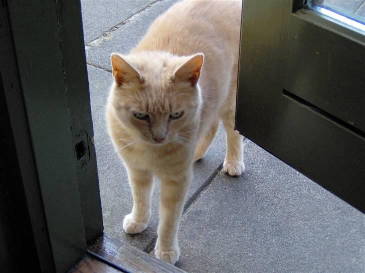 Blanding af racer Pyrus billede 6