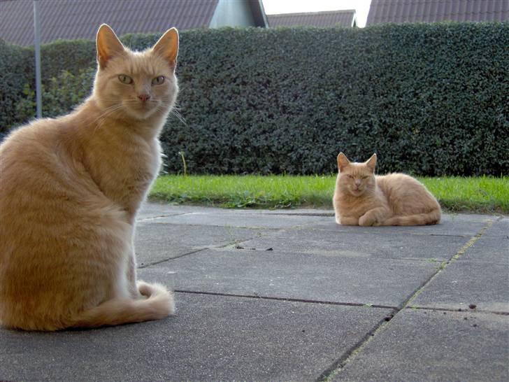 Blanding af racer Pyrus billede 7