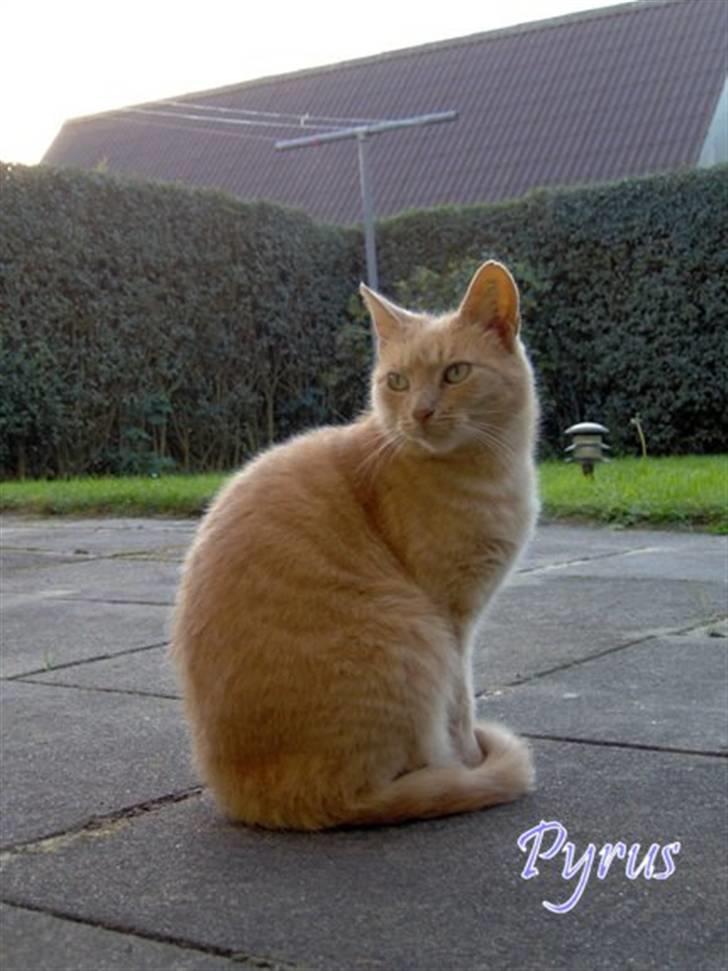 Blanding af racer Pyrus billede 8