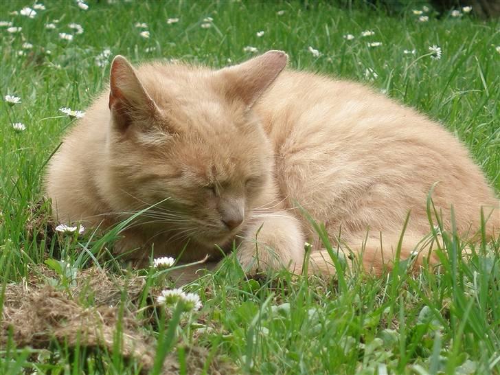 Blanding af racer Pyrus billede 9