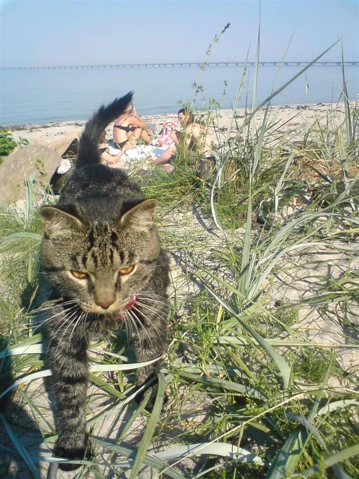 Blanding af racer TELLO (Donatello)  R.I.P. billede 19