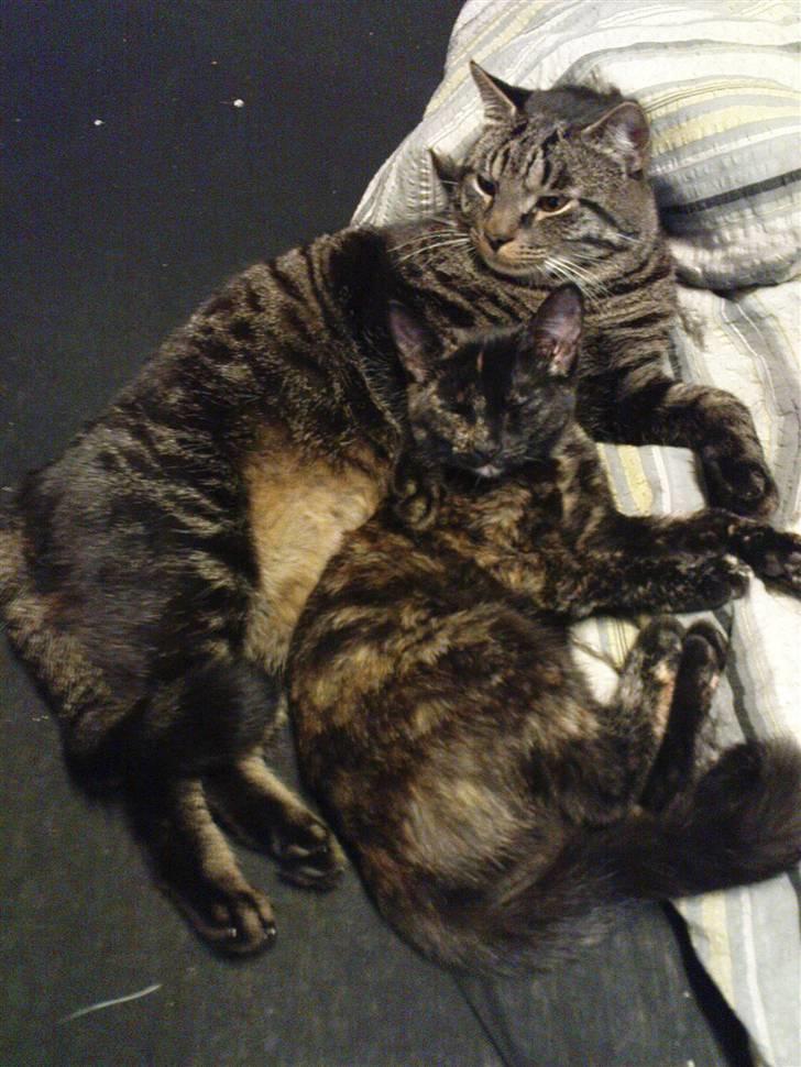 Blanding af racer TELLO (Donatello)  R.I.P. - putte billede 20