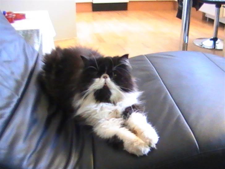 Perser DK Ambæk´s Design Boss billede 9