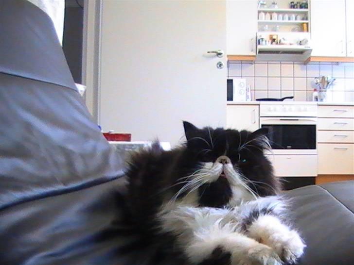 Perser DK Ambæk´s Design Boss billede 10